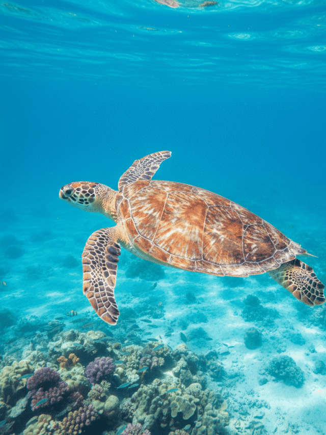 Green Turtle Population Rebounds in Major Conservation Win