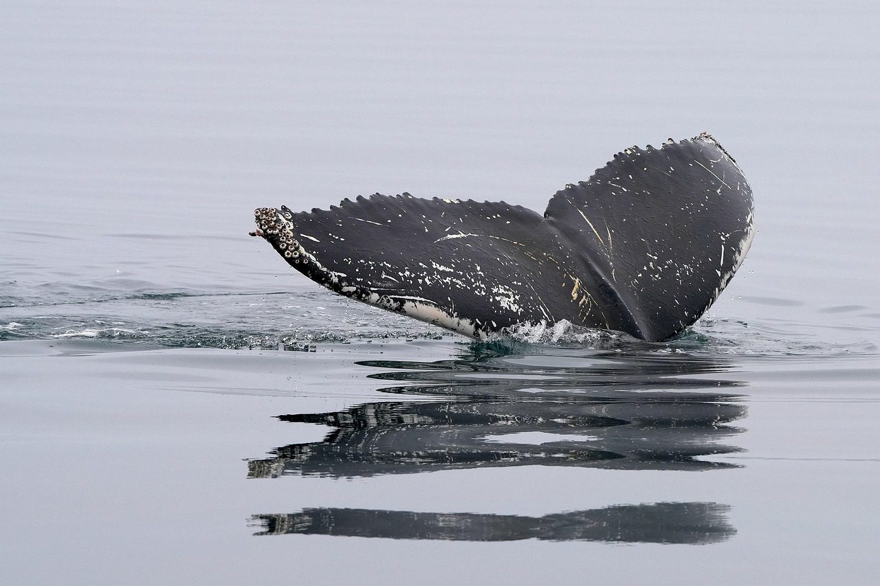 Humpback Whales Are Organizing Complex Social Behaviors